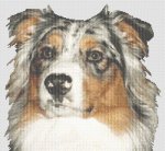 Australian Shepherd 2 (image for) Australian Shepherd 2